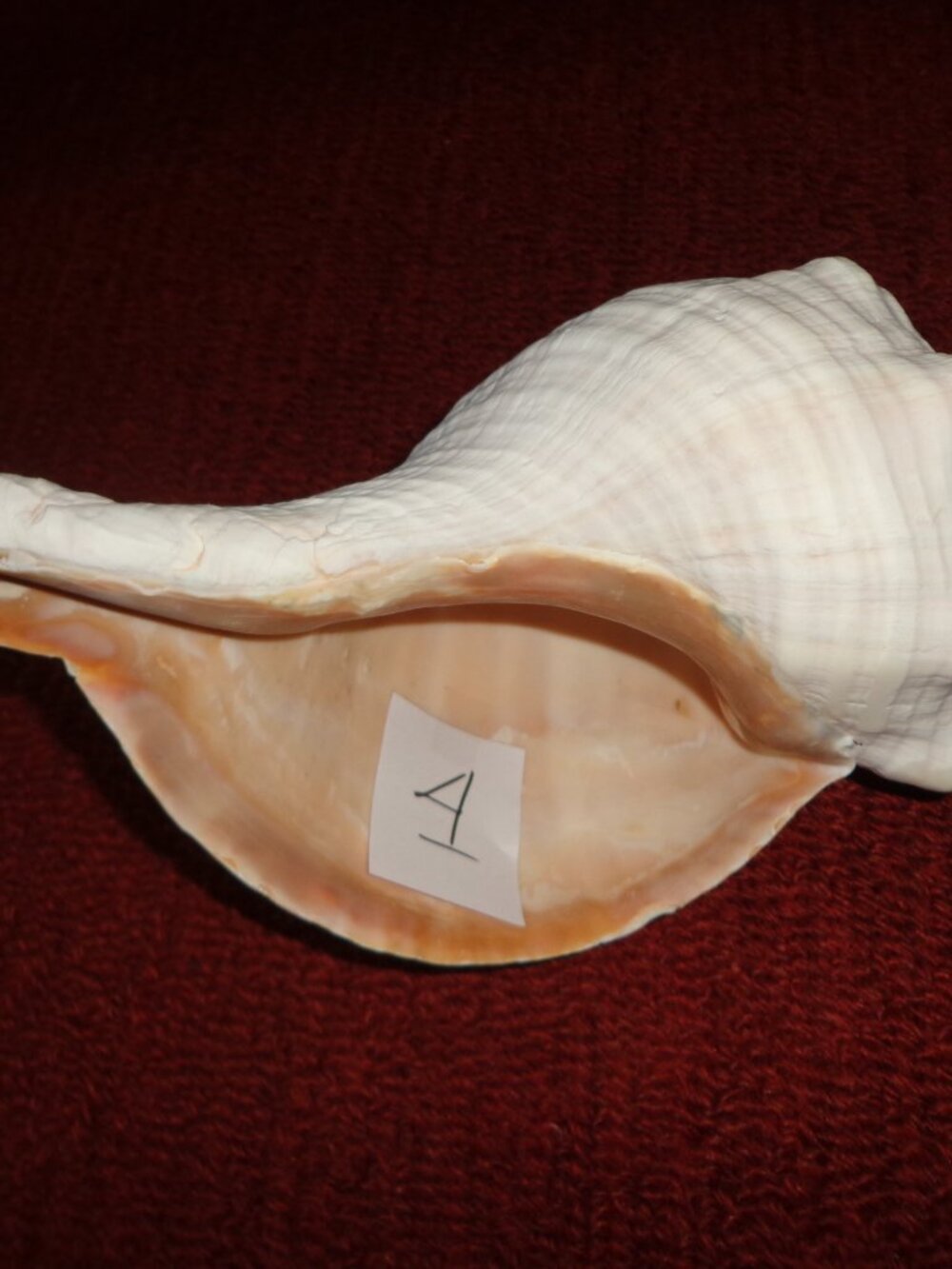 Sea Shell Authentic Horse Conch 15" Nature's Beautiful
